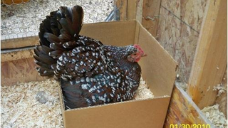 Meet Jezebel, The Speckled Sussex Hen